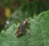 Closterotomus trivialis